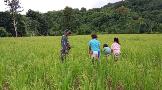 Terjun Langsung ke Sawah, Babinsa Tabundung Bantu Petani Penyiangan Rumput Di Desa Wudipandak