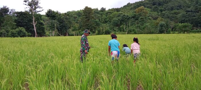 Terjun Langsung ke Sawah, Babinsa Tabundung Bantu Petani Penyiangan Rumput Di Desa Wudipandak