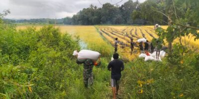 Babinsa Koramil 01/Lewa Bantu Petani Angkat Padi Pasca Panen