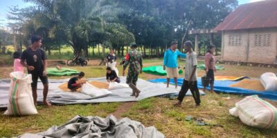 Menjaga Kualitas Hasil Panen, Babinsa Koramil 01/Lewa Bantu Petani Jemur Padi