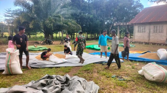 Menjaga Kualitas Hasil Panen, Babinsa Koramil 01/Lewa Bantu Petani Jemur Padi