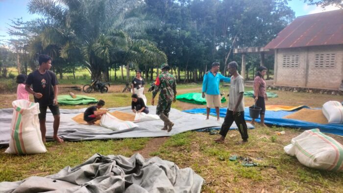 Menjaga Kualitas Hasil Panen, Babinsa Koramil 01/Lewa Bantu Petani Jemur Padi