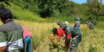 Penuh Semangat, Babinsa Karera Bantu Petani Panen Padi Di Desa Nggongi