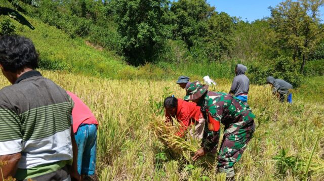 Penuh Semangat, Babinsa Karera Bantu Petani Panen Padi Di Desa Nggongi