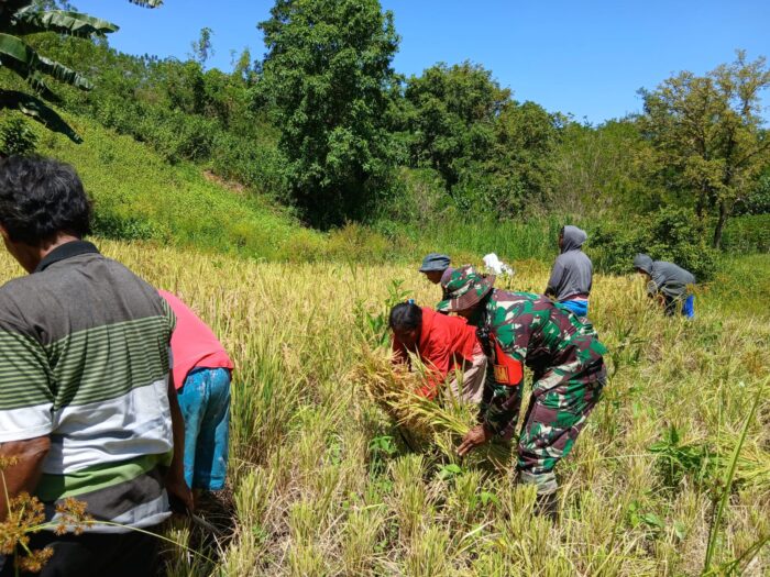 Penuh Semangat, Babinsa Karera Bantu Petani Panen Padi Di Desa Nggongi