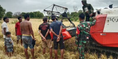 Babinsa Koramil 02/Rindi Umalulu Turun Langsung Ke Sawah Bantu Petani Panen Padi Di Desa Hanggaroru