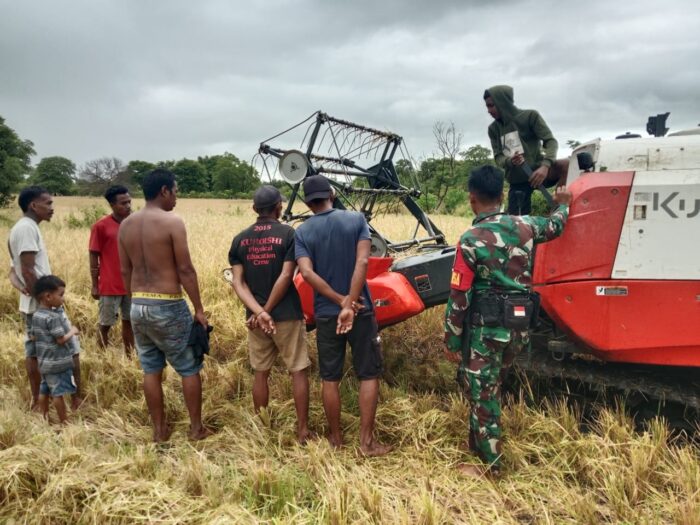 Babinsa Koramil 02/Rindi Umalulu Turun Langsung Ke Sawah Bantu Petani Panen Padi Di Desa Hanggaroru Babinsa Koramil 02/Rindi Umalulu Turun Langsung Ke Sawah Bantu Petani Panen Padi Di Desa Hanggaroru