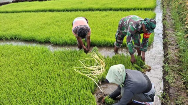 Persiapan Masa Tanam, Babinsa Serma Yohanes Bantu Petani Cabut Bibit Padi