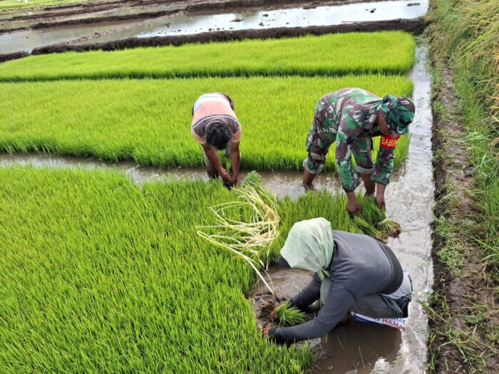 Persiapan Masa Tanam, Babinsa Serma Yohanes Bantu Petani Cabut Bibit Padi