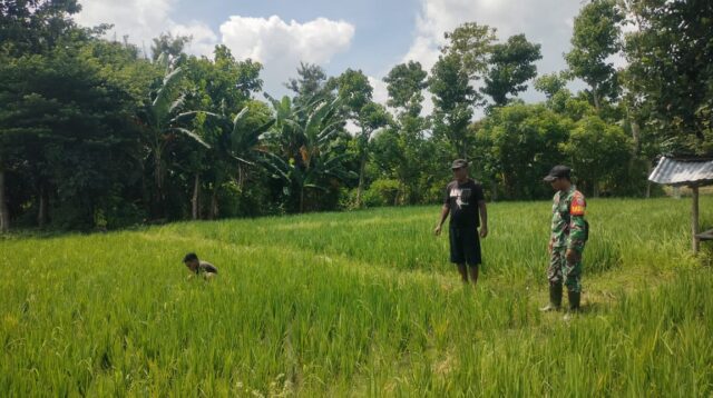 Babinsa Koramil 05/Waingapu Dampingi Petani Bersihkan Gulma di Sawah
