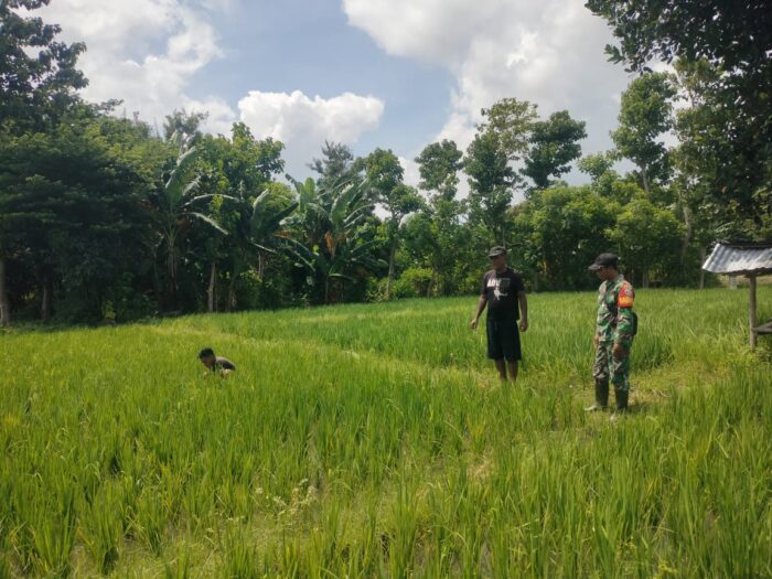 Babinsa Koramil 05/Waingapu Dampingi Petani Bersihkan Gulma di Sawah