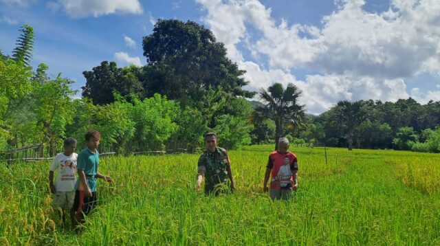 Melalui Komsos, Babinsa Karera Berikan Motivasi kepada Petani Padi Di Desa Kakaha