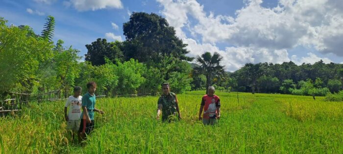 Melalui Komsos, Babinsa Karera Berikan Motivasi kepada Petani Padi Di Desa Kakaha