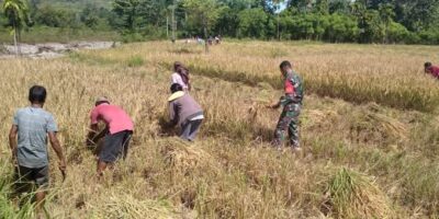 Tak Kenal Hari Libur, Babinsa Koramil 06/Karera Ikut Bantu Warga Panen Padi