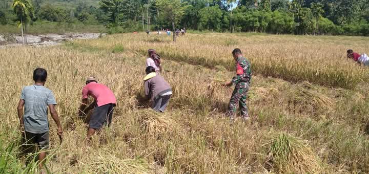 Tak Kenal Hari Libur, Babinsa Koramil 06/Karera Ikut Bantu Warga Panen Padi Tak Kenal Hari Libur, Babinsa Koramil 06/Karera Ikut Bantu Warga Panen Padi