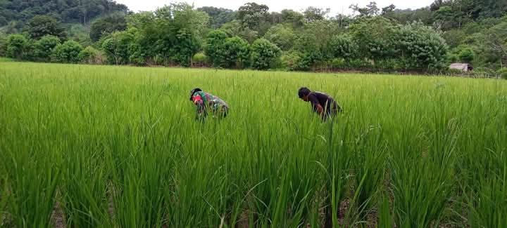 Babinsa Tabundung Lakukan Pendampingan Membersihkan Gulma Di Desa Pinduharani