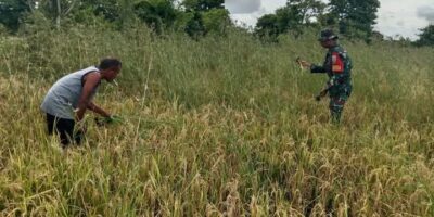 Penuh Semangat, Babinsa Koramil 02/Rindi Umalulu Bantu Petani Panen Padi