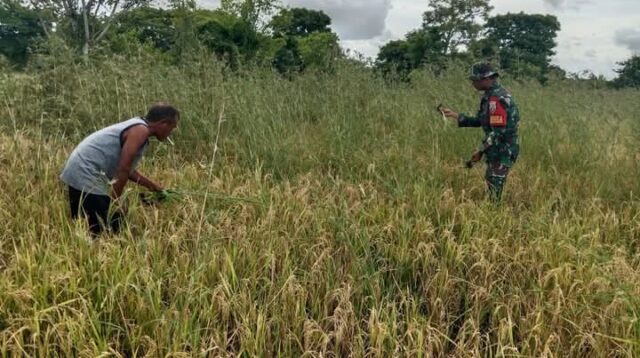 Penuh Semangat, Babinsa Koramil 02/Rindi Umalulu Bantu Petani Panen Padi