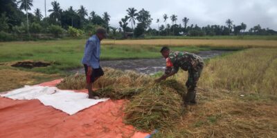 Sukseskan Ketahanan Pangan, Babinsa Koramil 05/Waingapu Bantu Petani Panen Padi