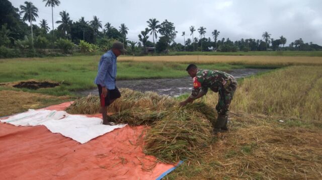 Sukseskan Ketahanan Pangan, Babinsa Koramil 05/Waingapu Bantu Petani Panen Padi