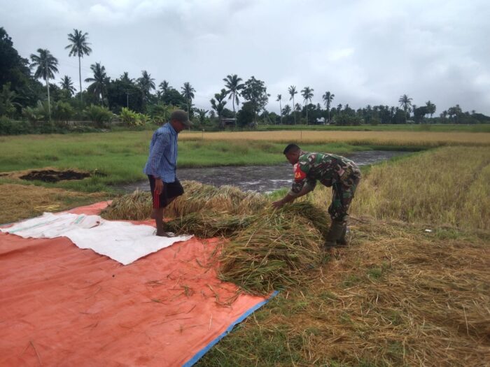 Sukseskan Ketahanan Pangan, Babinsa Koramil 05/Waingapu Bantu Petani Panen Padi Sukseskan Ketahanan Pangan, Babinsa Koramil 05/Waingapu Bantu Petani Panen Padi