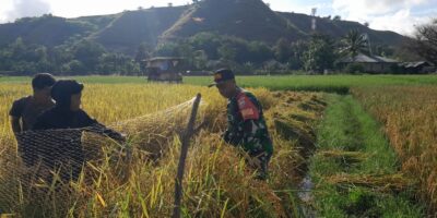 Tidak Kenal Hari Libur, Babinsa Rindi Umalulu Bantu Para Petani Panen Padi Tidak Kenal Hari Libur, Babinsa Rindi Umalulu Bantu Para Petani Panen Padi