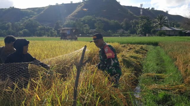 Tidak Kenal Hari Libur, Babinsa Rindi Umalulu Bantu Para Petani Panen Padi