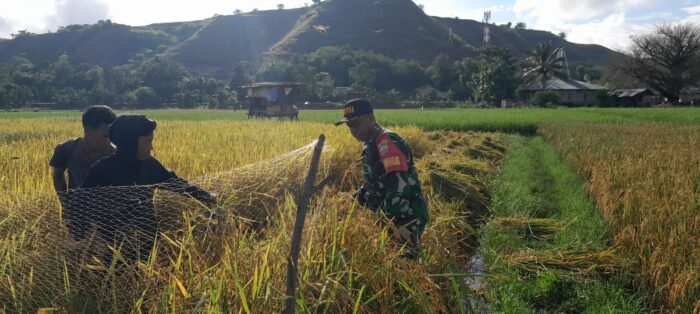 Tidak Kenal Hari Libur, Babinsa Rindi Umalulu Bantu Para Petani Panen Padi
