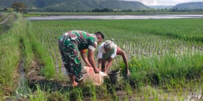 Babinsa Koramil 03/Pahunga Lodu Laksanakan Kegiatan Pemupukan Padi Bersama Warga Binaan