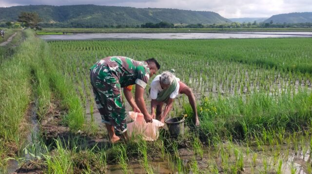 Babinsa Koramil 03/Pahunga Lodu Laksanakan Kegiatan Pemupukan Padi Bersama Warga Binaan