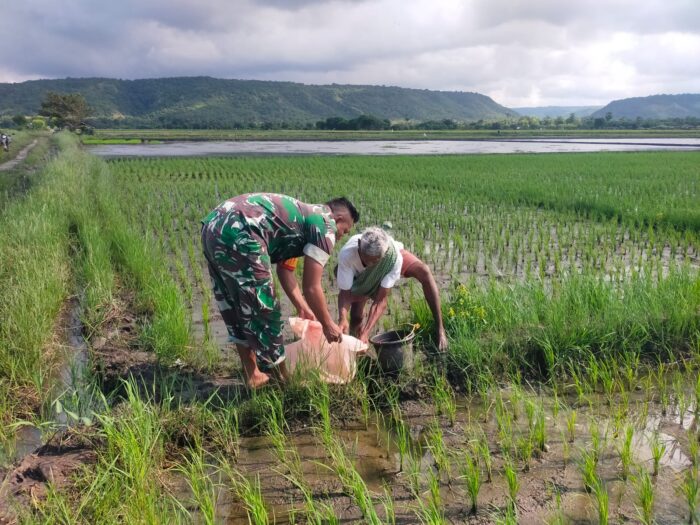 Babinsa Koramil 03/Pahunga Lodu Laksanakan Kegiatan Pemupukan Padi Bersama Warga Binaan