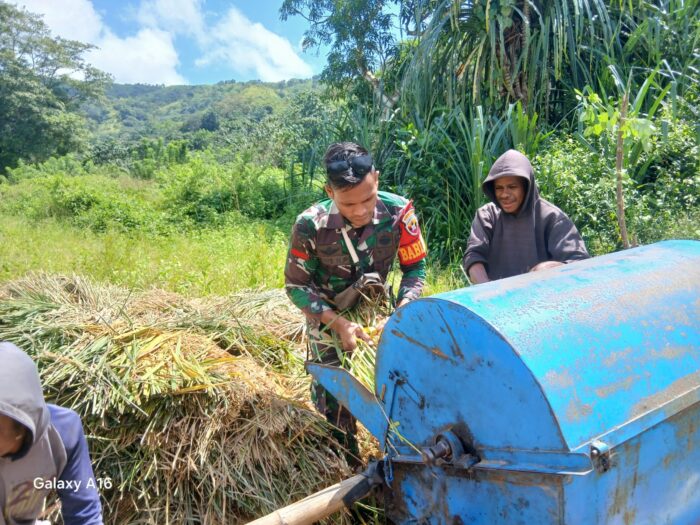 Babinsa Koramil 04/Tabundung Dampingi Petani Rontok Padi di Desa Praingkareha Babinsa Koramil 04/Tabundung Dampingi Petani Rontok Padi di Desa Praingkareha