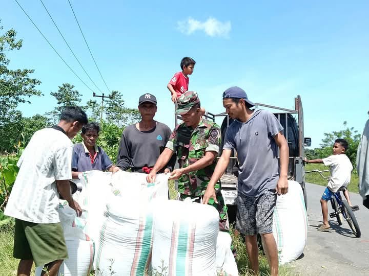 Babinsa Koramil 03/Katikutana Komsos dengan Warga Saat Angkut Padi Pasca Panen