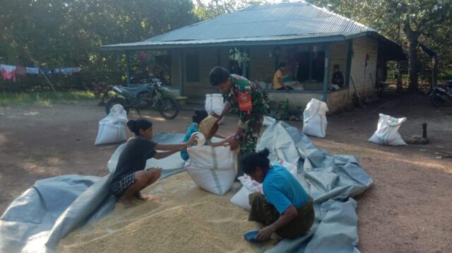 Babinsa Koramil 03/Pahunga Lodu Bantu Petani Jemur Padi di Desa Palanggai