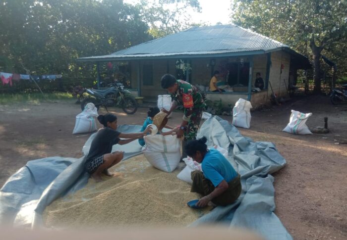 Babinsa Koramil 03/Pahunga Lodu Bantu Petani Jemur Padi di Desa Palanggai