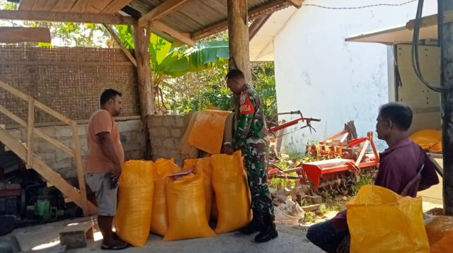 Babinsa Koramil 01/Lewa Dampingi Tim Bulog Ambil Beras dari Petani di Desa Bidipraing