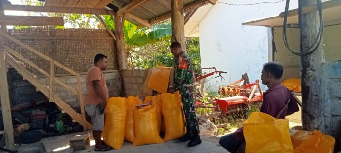 Babinsa Koramil 01/Lewa Dampingi Tim Bulog Ambil Beras dari Petani di Desa Bidipraing