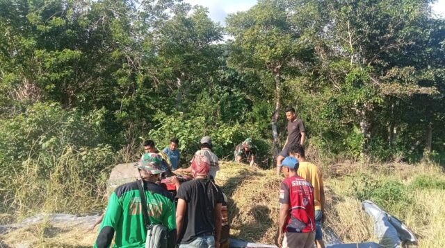 Babinsa Karera Bantu Petani Rontok Padi di Desa Nggongi