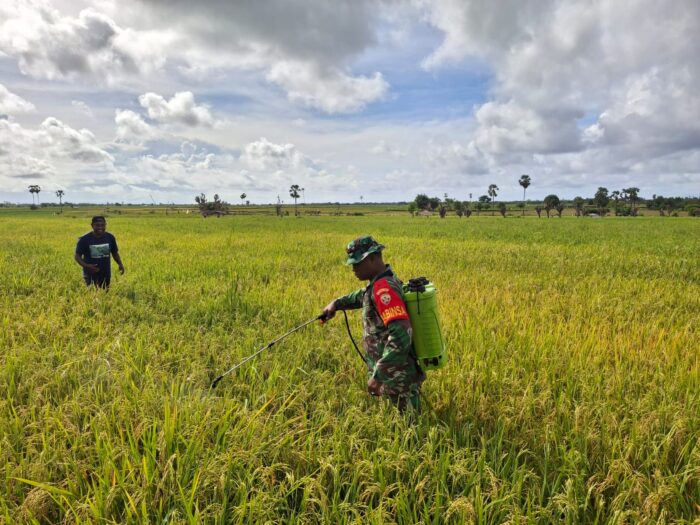 Antisipasi Hama, Babinsa Pahunga Lodu Bantu Petani Semprot Tanaman Padi Antisipasi Hama, Babinsa Pahunga Lodu Bantu Petani Semprot Tanaman Padi