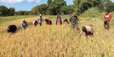 Babinsa Koramil 06/Karera Bantu Petani Panen Padi di Desa Nggongi