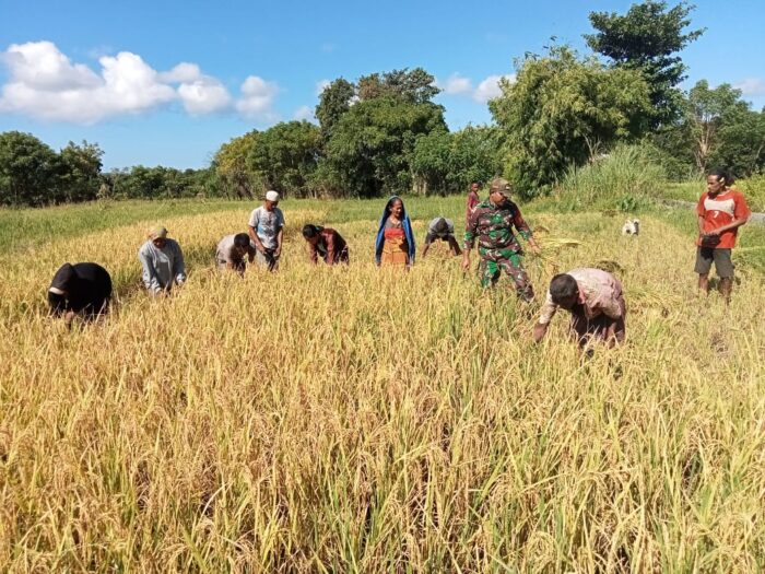 Babinsa Koramil 06/Karera Bantu Petani Panen Padi di Desa Nggongi
