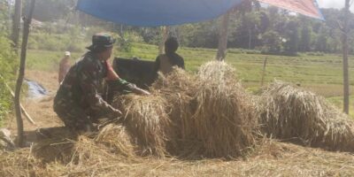Babinsa Sertu Alifin Bantu Warga Rontok Padi di Desa Kabukarudi