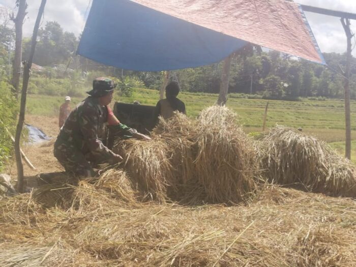 Babinsa Sertu Alifin Bantu Warga Rontok Padi di Desa Kabukarudi
