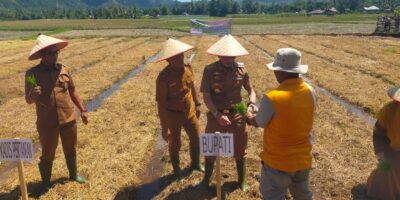 Kualitas Beras Perlu Dijaga, Bupati Pessel Hendrajoni Usulkan Pengadaan Mesin Pengering Gabah