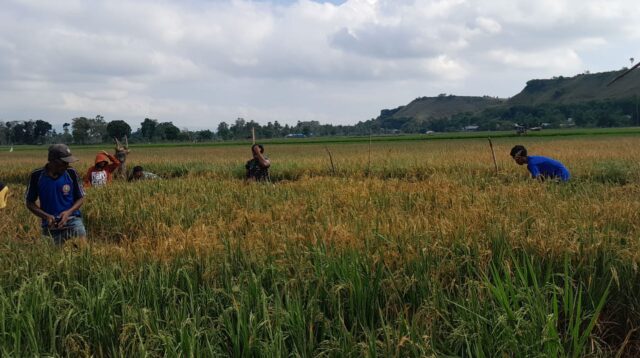 Babinsa Serma Yohanes Hadiri Rapat Penertiban Ternak di Desa Laipandak