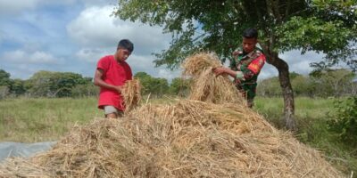 Babinsa Koramil 03/Pahunga Lodu Bantu Warga Panen Padi di Desa Lambakara