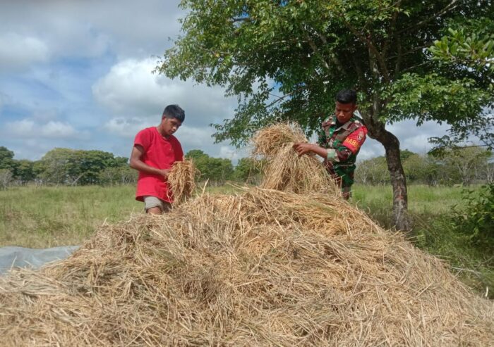 Babinsa Koramil 03/Pahunga Lodu Bantu Warga Panen Padi di Desa Lambakara