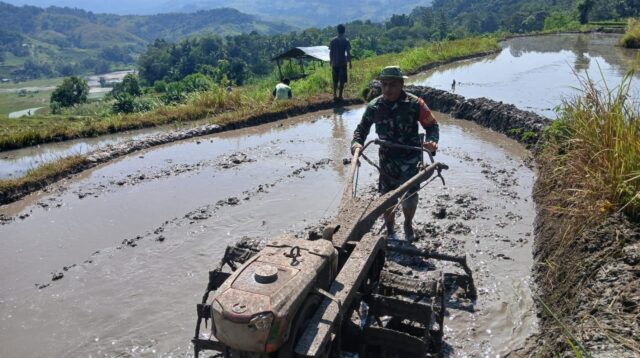 Babinsa Sertu Arifudin Bantu Petani Siapkan Lahan di Desa Harona Kalla untuk Tanam Padi