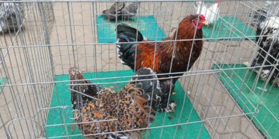 Pembukaan Kontes Ayam Hias dan Repril Nasional Piala WaliKota Cimahi 2025 Pembukaan Kontes Ayam Hias dan Repril Nasional Piala WaliKota Cimahi 2025