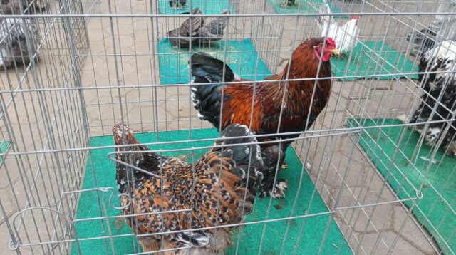 Pembukaan Kontes Ayam Hias dan Repril Nasional Piala WaliKota Cimahi 2025